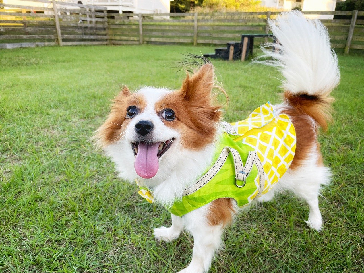 How to Create a Pet-Friendly Backyard